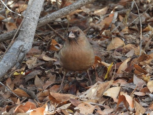 Abert's Towhee (Melozone aberti), photo 3