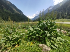 Rumex tianschanicus, photograph Federico Biguzzi, CC0, iNaturalist via GBIF