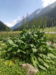 Rumex tianschanicus, photograph Federico Biguzzi, CC0, iNaturalist via GBIF