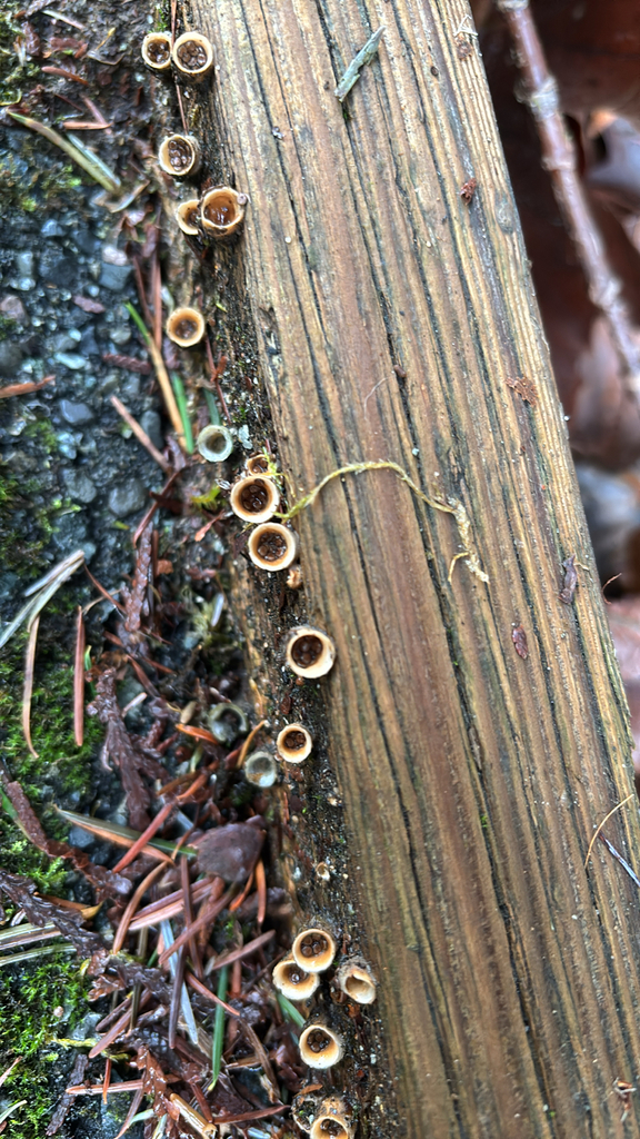 Nidula niveotomentosa · January 2026 · photo: © chline (iNaturalist, cc-by)