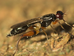 Megamerinidae