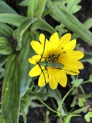 Hypocrites claviger laevipes