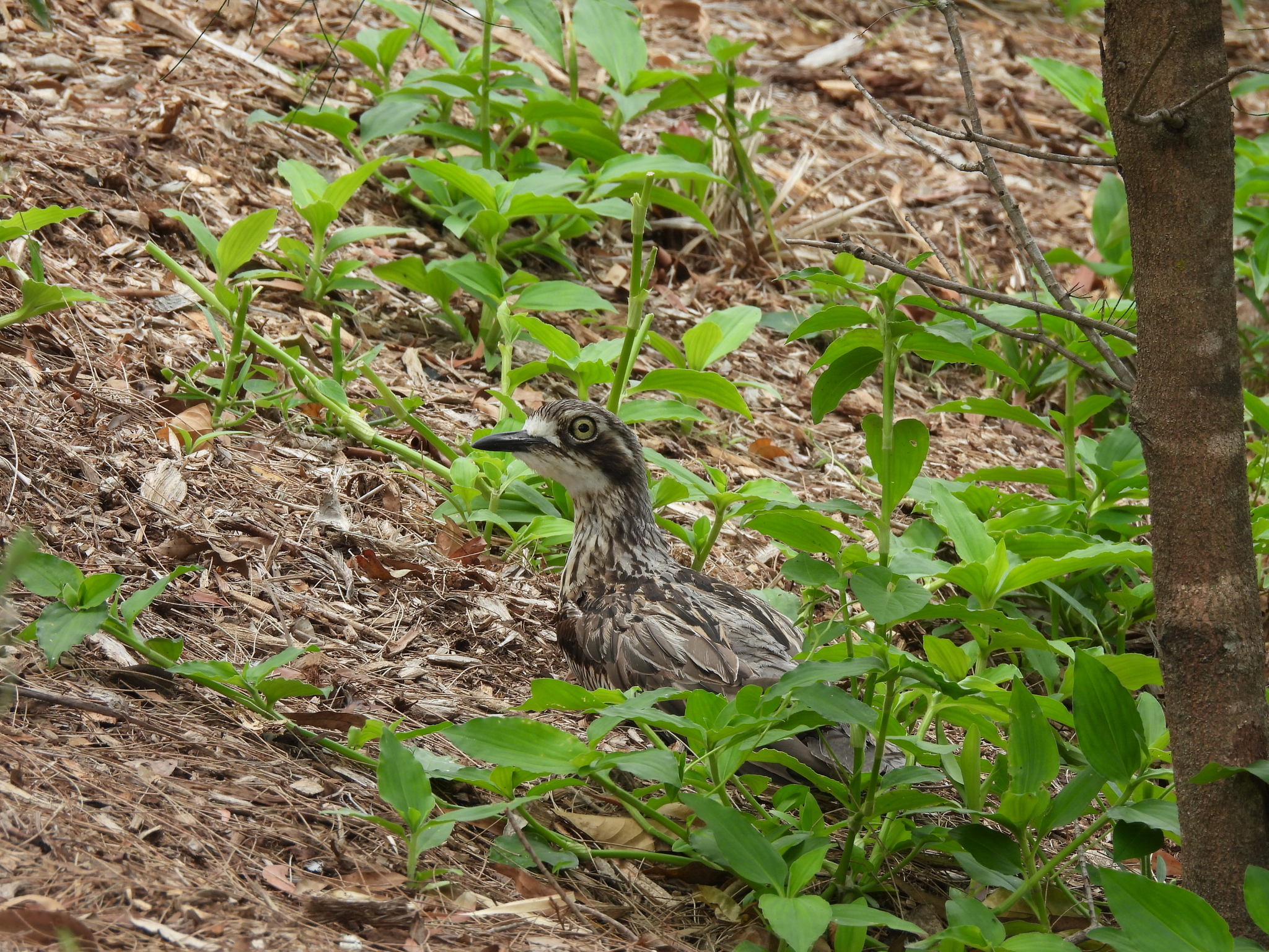 Bush Stone-curlew (Burhinus grallarius), photo 3