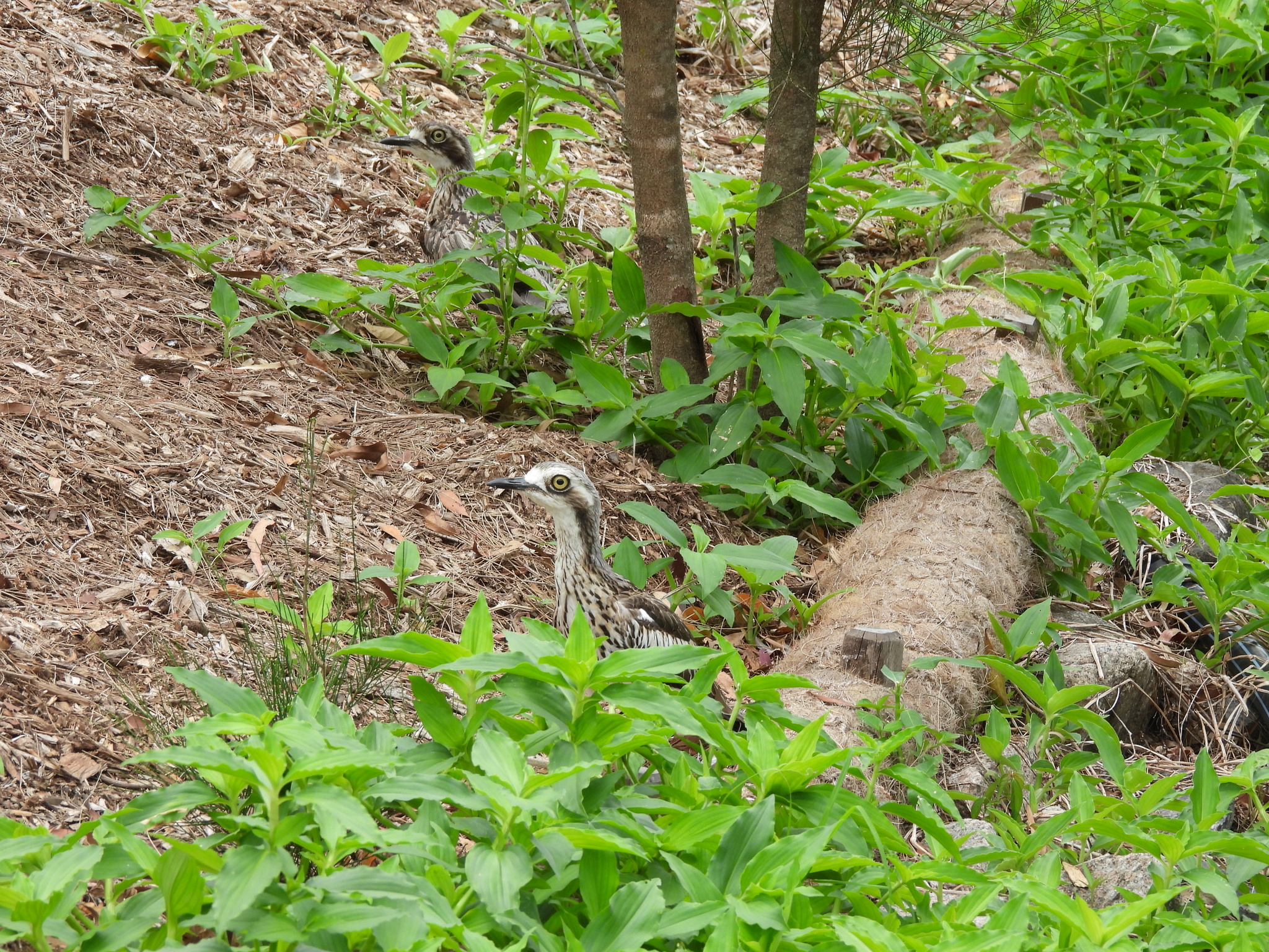Bush Stone-curlew (Burhinus grallarius), photo 4