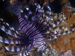 Pterois volitans