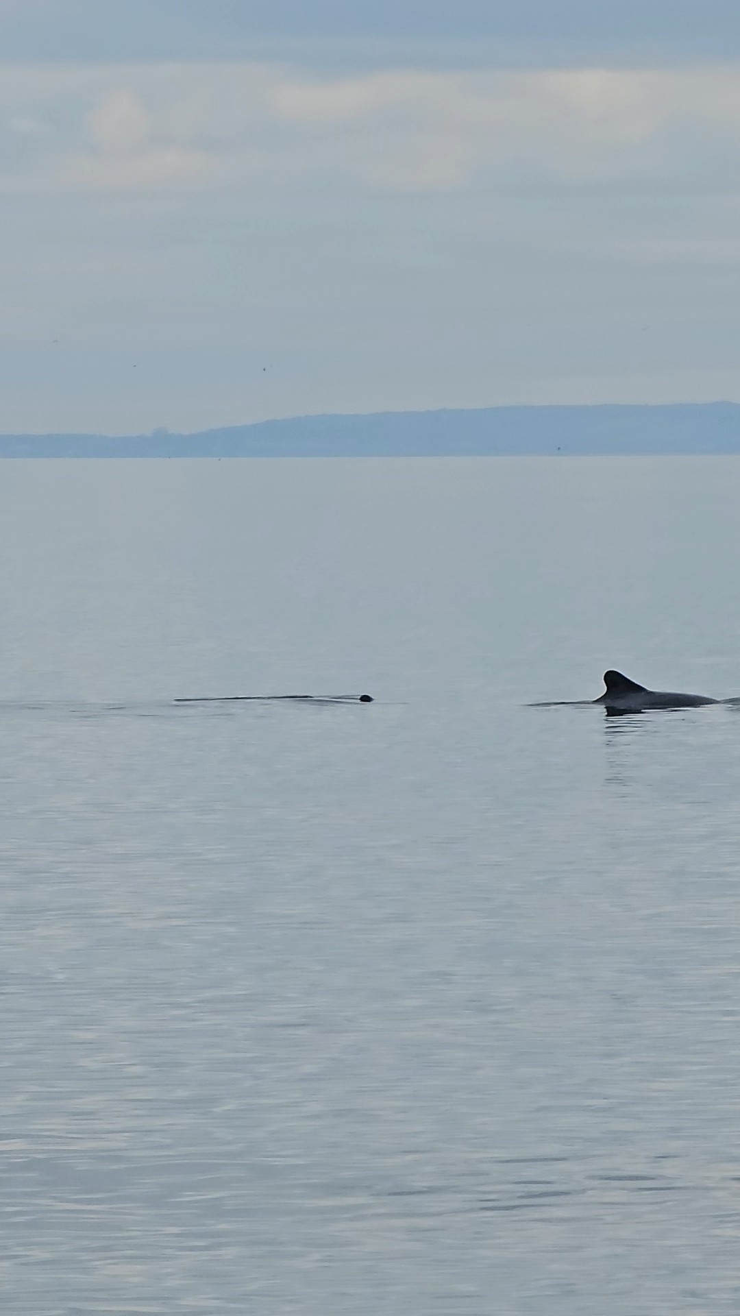 Cephalorhynchus eutropia