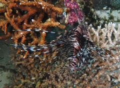 Pterois volitans