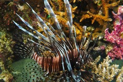 Pterois volitans