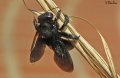 Biluna