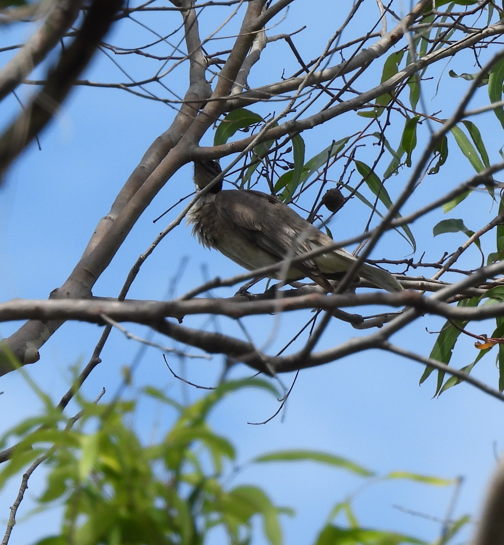 Noisy Friarbird (Philemon corniculatus), photo 9
