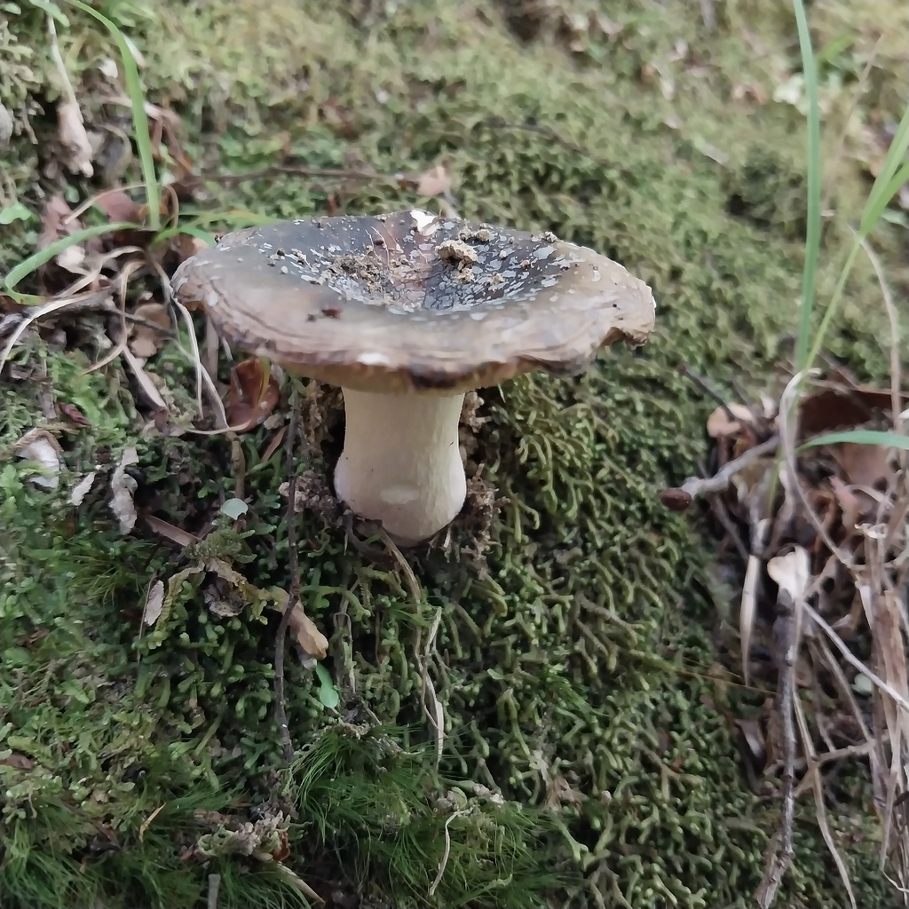 Russula griseoviridis