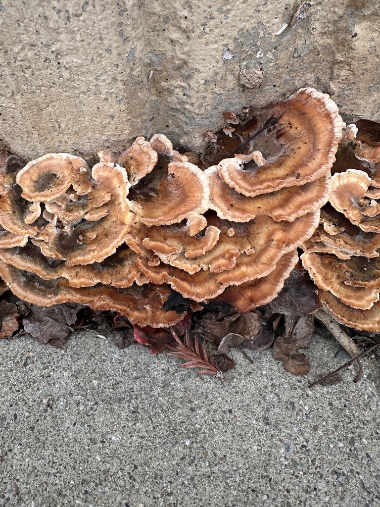 Abortiporus biennis · January 2026 · photo: © irinamitine (iNaturalist, cc-by)
