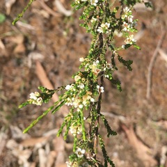 Micromyrtus sessilis