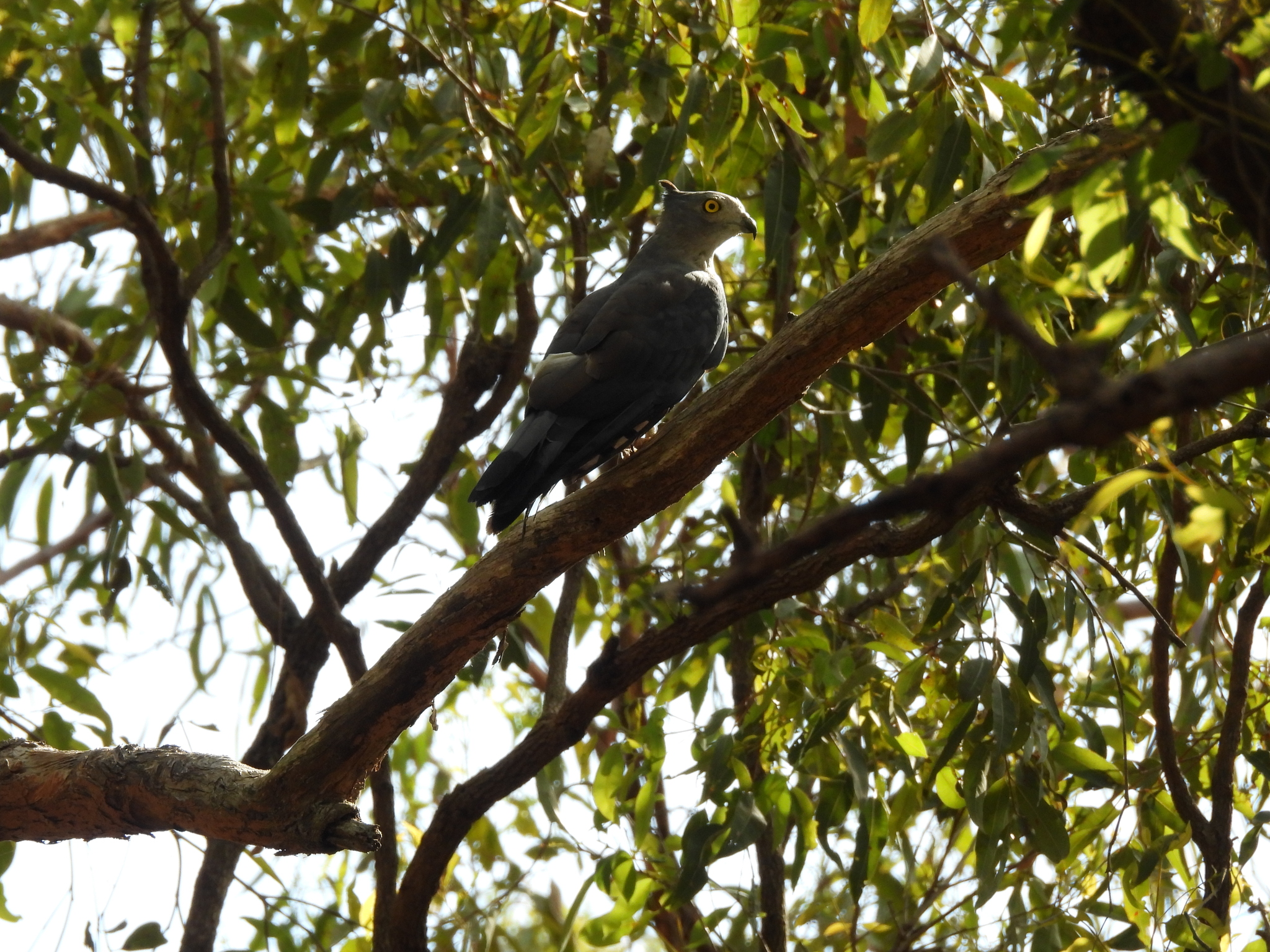 Pacific Baza (Aviceda subcristata), photo 9