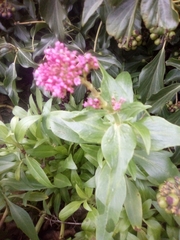 Centranthus ruber