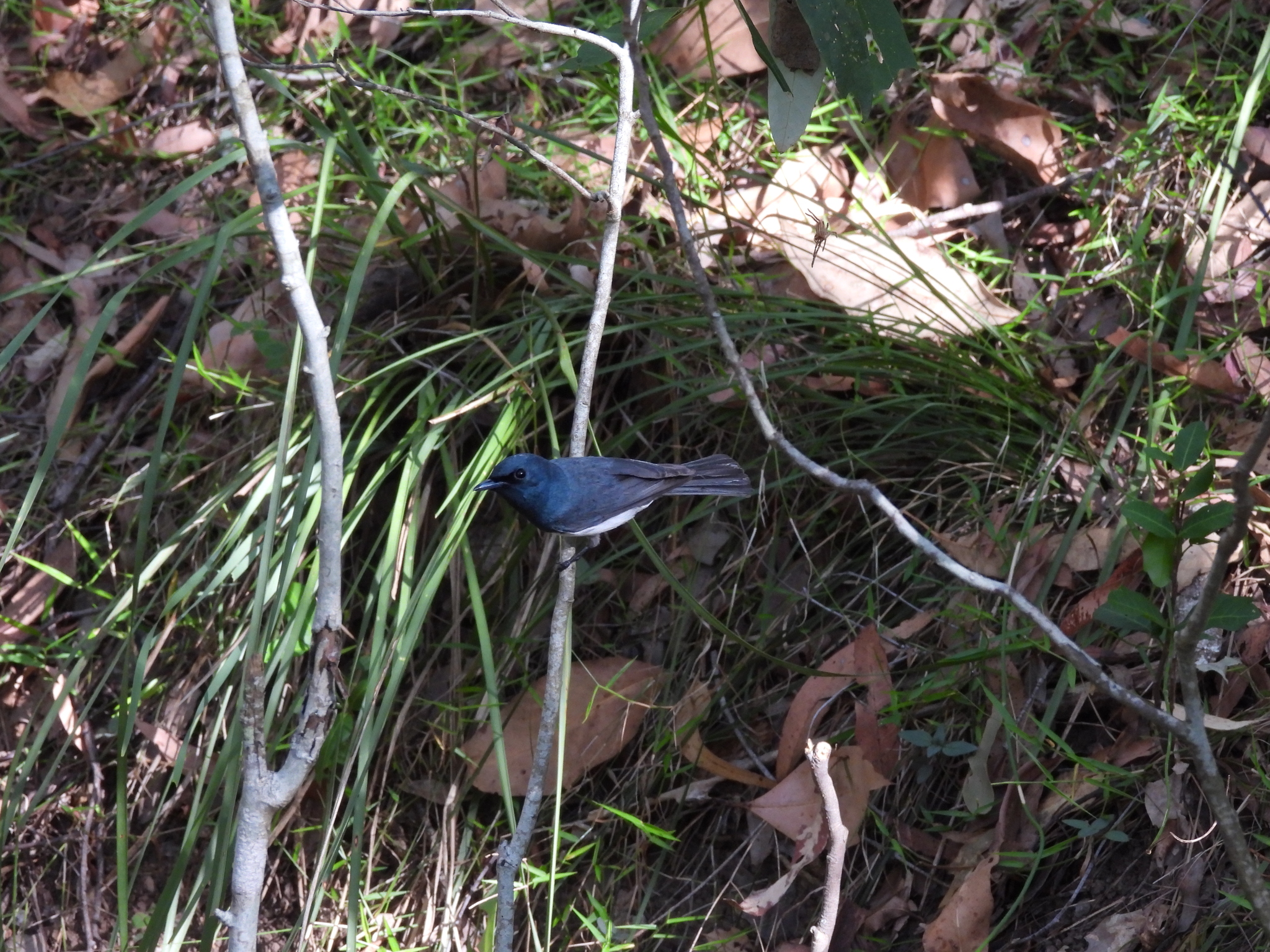 Leaden Flycatcher (Myiagra rubecula), photo 3