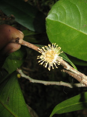 Drypetes oblongifolia
