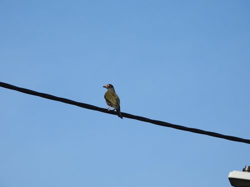 Australasian Figbird (Sphecotheres vieilloti), photo 3