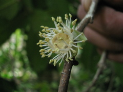 Drypetes oblongifolia