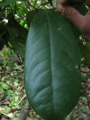 Drypetes oblongifolia