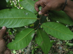 Drypetes oblongifolia