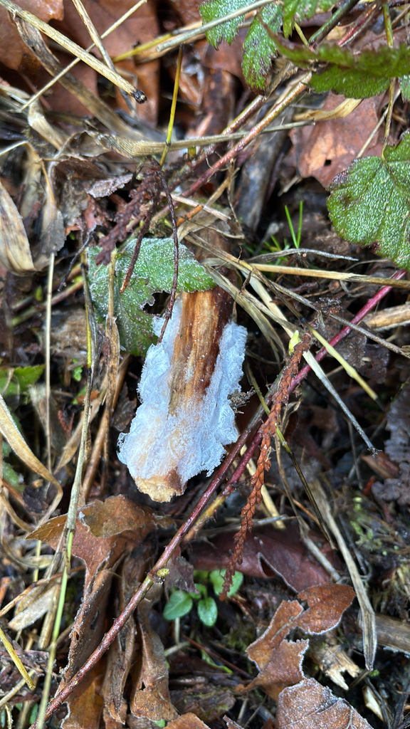 Exidiopsis effusa · January 2026 · photo: © chline (iNaturalist, cc-by)