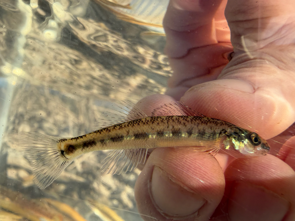Channel darter (Percina copelandi) — Percidae