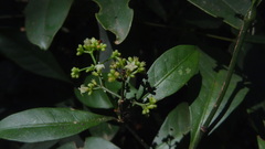 Psychotria flavida