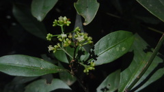 Psychotria flavida