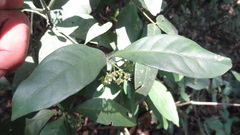 Psychotria flavida