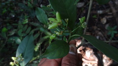 Psychotria flavida