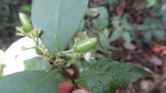 Psychotria flavida