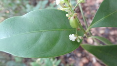 Psychotria flavida