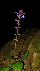 Scutellaria violacea