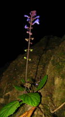 Scutellaria violacea