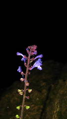 Scutellaria violacea