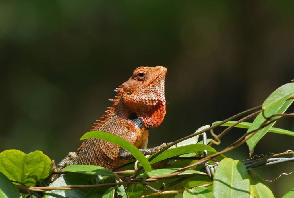Oriental Garden Lizard (Calotes versicolor)