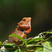 Oriental Garden Lizard - Photo (c) vlad50, some rights reserved (CC BY-NC), uploaded by vlad50