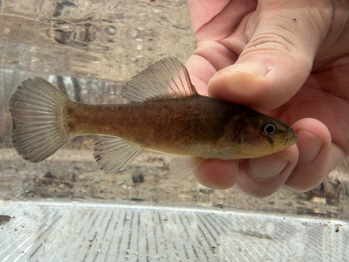 Pirate perch (Aphredoderus sayanus) — Aphredoderidae