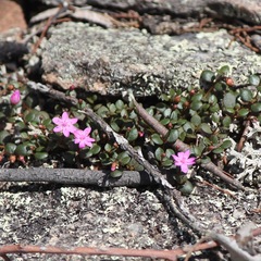 Portulaca bicolor