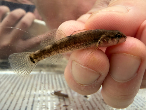 Paleback darter (Etheostoma pallididorsum) — Percidae — 2