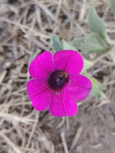 Violet-flower petunia