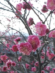 Prunus