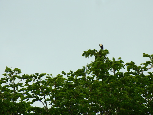 West African Pied Hornbill