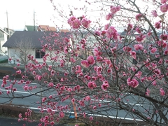Prunus