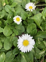 Bellis perennis