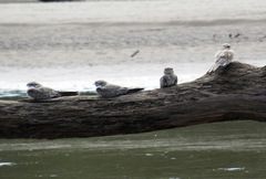 Chordeiles rupestris