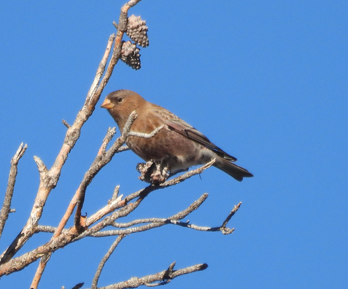 Brown-capped Rosy Finch (Leucosticte australis)