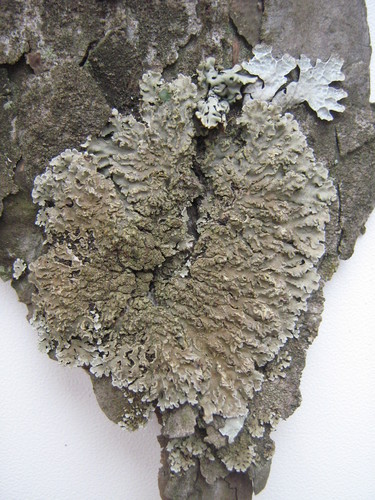 Geltonvidurė Žiauberūnė nuotrauka