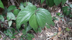 Elatostema